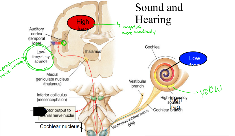 <p>where are low frequency sounds imprinted on our brain</p>
