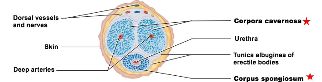 <ul><li><p>erectile body of the penis</p></li><li><p>paired structures that make up most of penile tissue</p></li><li><p>have 2</p></li></ul><p></p>