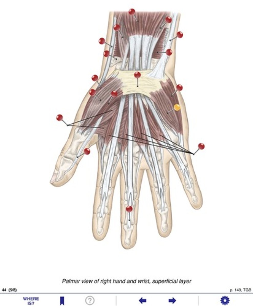 <p>Name the muscle at the yellow pin</p>