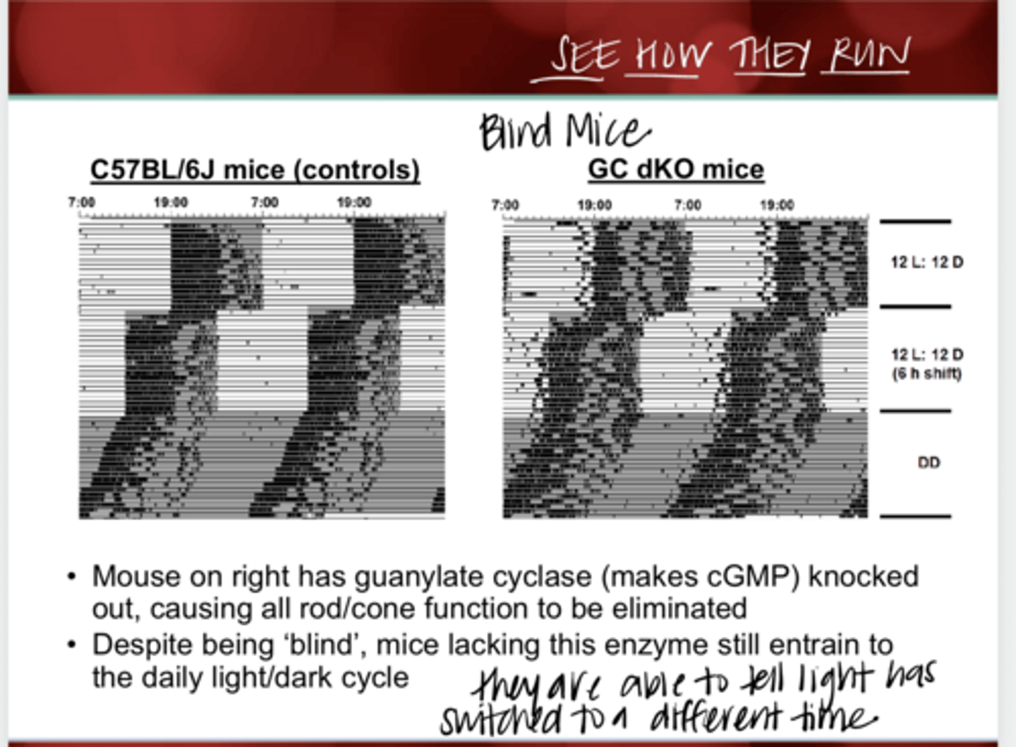 <p>With complete rod/cone loss by knocking out cGMP, what happens to the circadian rhythm in mice?</p>
