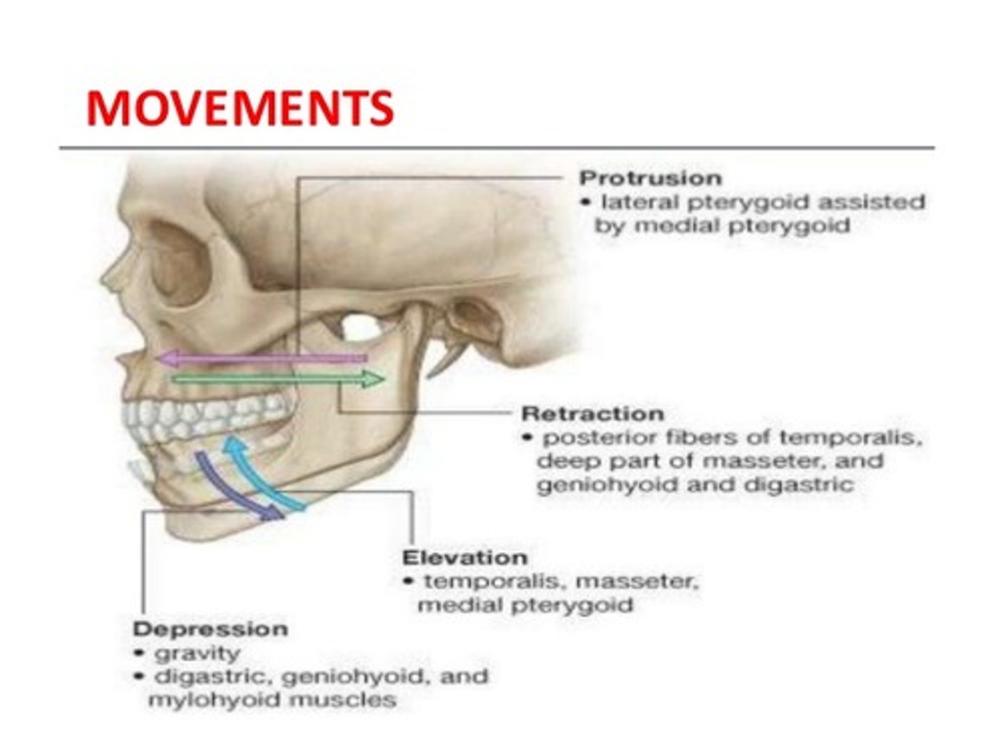 <p>movements of the jaw</p><p>protrusion - jaw outward</p><p>recursion - jaw inward</p>