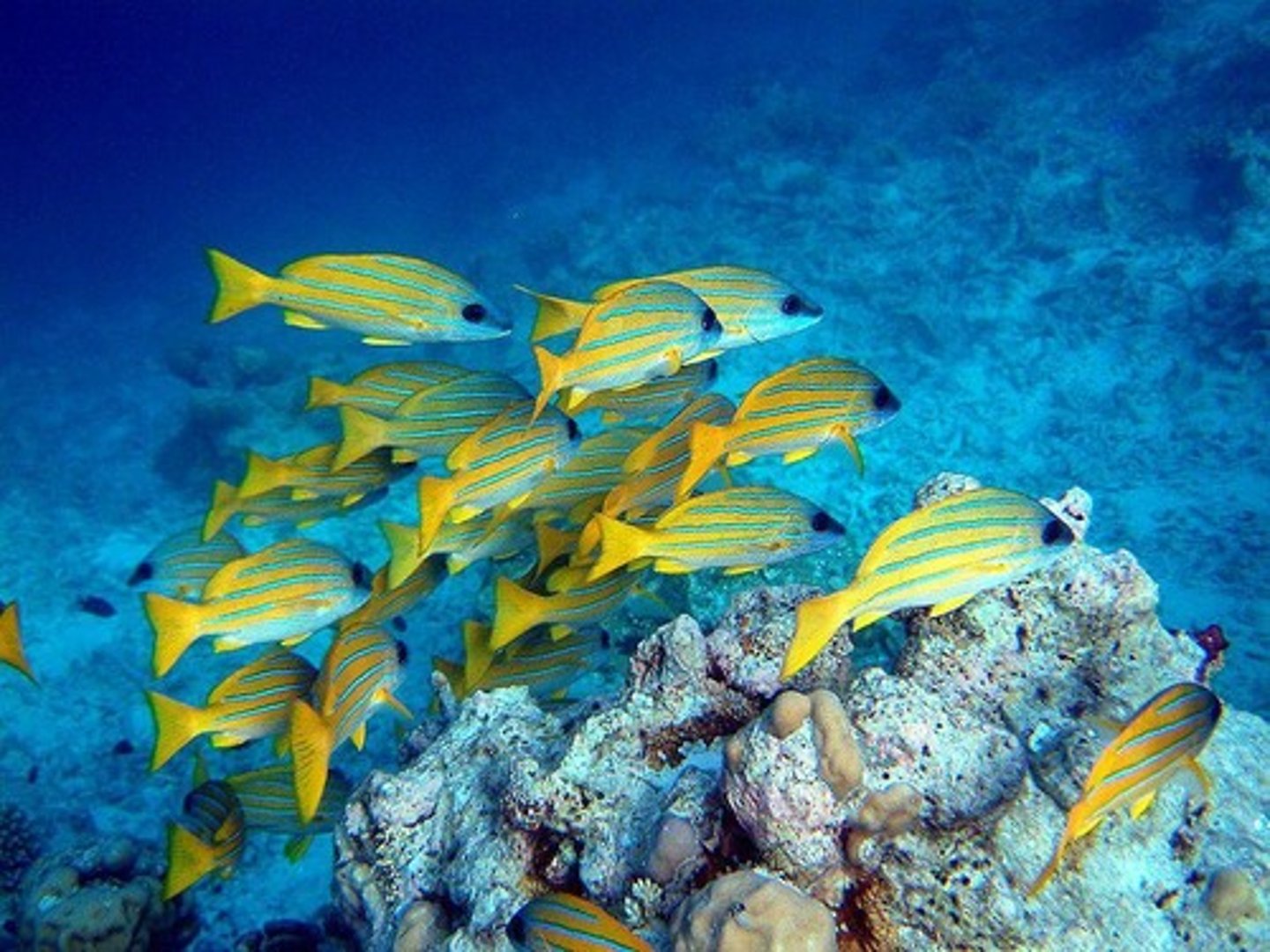 <p>Home to 321 known coral species in Australia.</p>