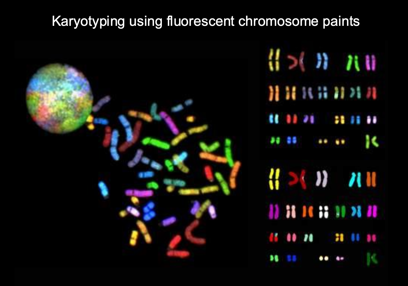 <p>Highly repetitive elements of DNA are known as?</p><p>Use in Fish?</p>