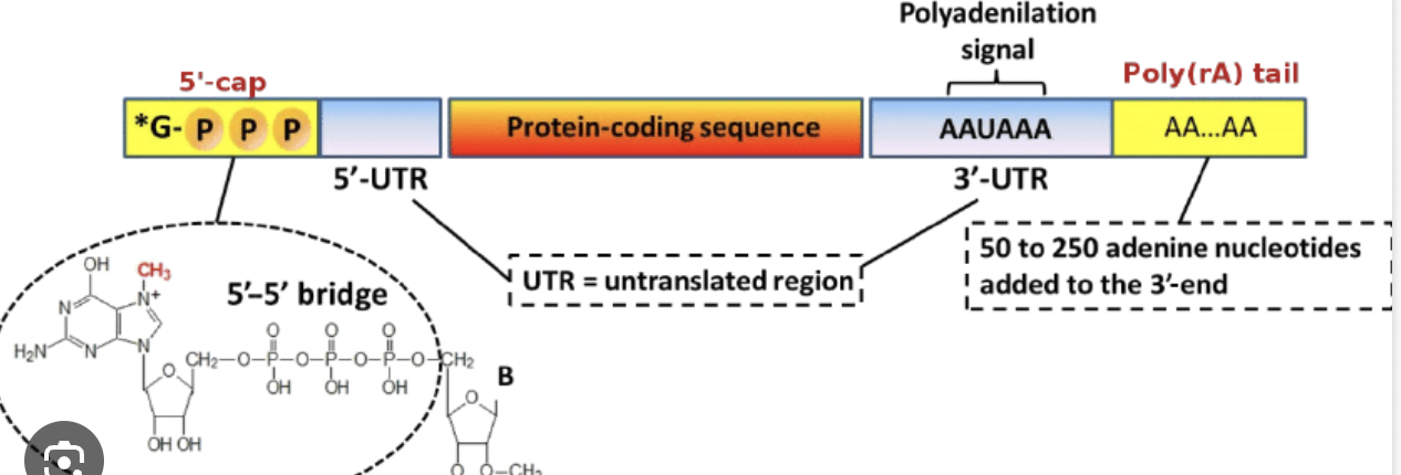 <p>RNA Processing (Modification): <span>Addition of 5'-cap</span></p>