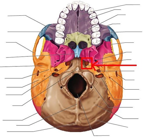 an irregular opening located in the middle cranial fossa at the base of the skull