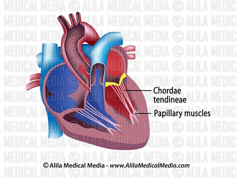 <p>T/F:</p><p>The role of the chordae tendineae is to open the AV valves at the appropriate time.</p>