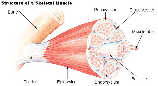 <p><span>The perimysium surrounds individual bundles of fibers called fascicles within each muscle.</span></p>