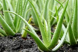 <p>Aloe vera leaves</p>