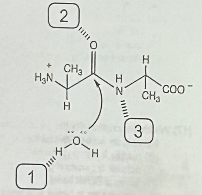 <p>Shown below is a depiction of the active site of a protease that catalyzes the hydrolysis of a dipeptide to produce two equivalents of alanine. The enzyme has maximal activity at pH = 7.0 and utilizes three residues (labeled 1,2 and 3) to catalyze the reaction. Which of the following is a reasonable choice for the identity of the three residues?</p><p>a. 1=C, 2=H, 3=K</p><p>b. 1=H, 2=C, 3=D</p><p>c. 1=R, 2=N, 3=Y</p><p>d. 1=E, 2=K, 3=R</p><p>e. 1=Y, 2=E, 3=C</p>