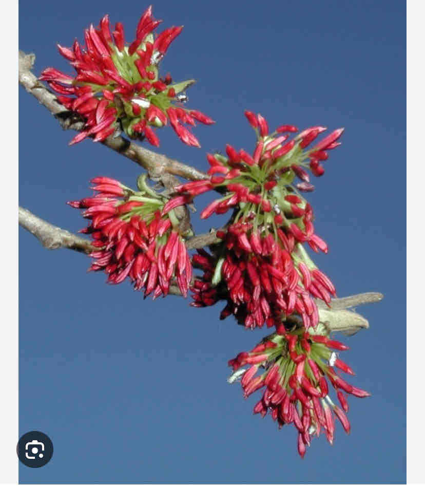 <p>Parrotia persica, Persian ironwood, Hamamelidaceae</p>