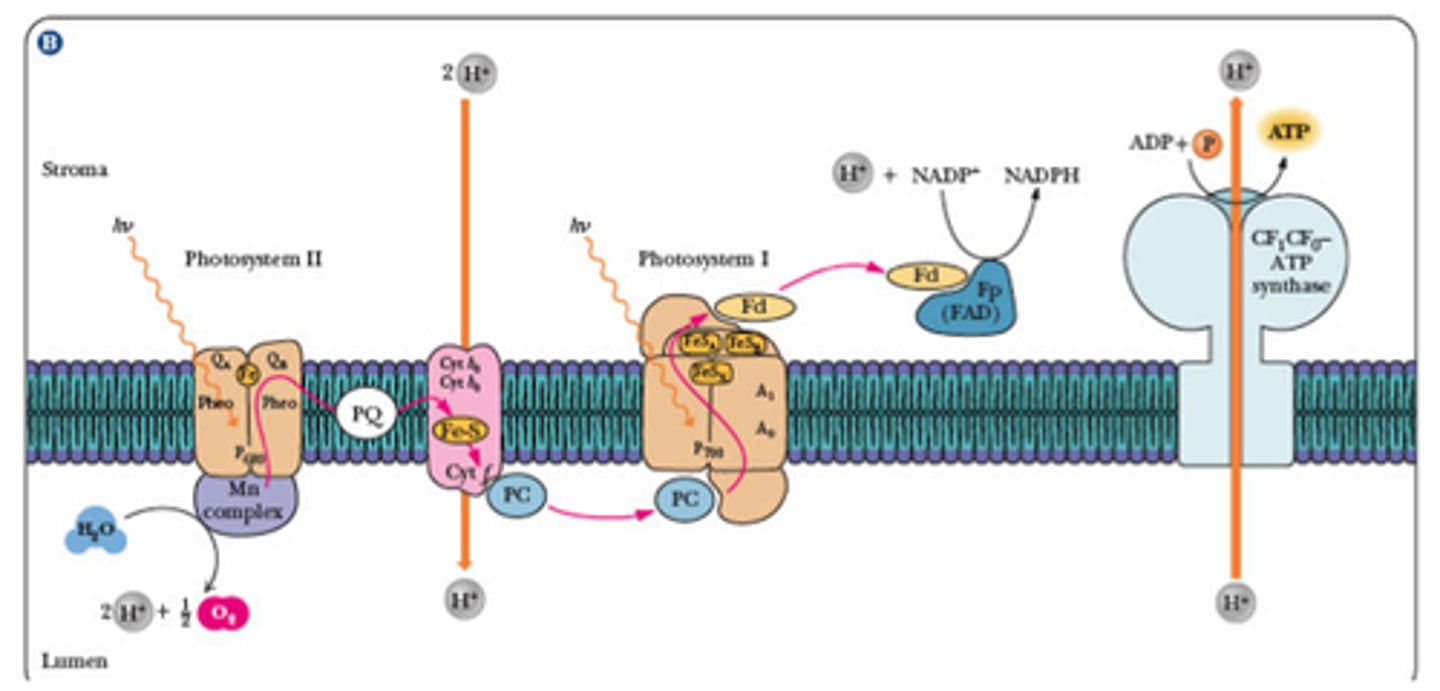 knowt flashcard image