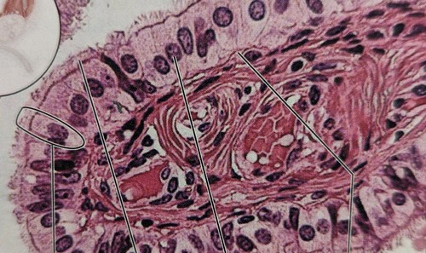 <p>Single layer of tall cells that have cilia</p><p>Location: bronchi, uterus, and uterine tubes</p><p>Function: allows movement of material parallel to the surface of the cell, absorption, and secretion (secretes mucins)</p>