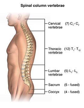 <p>Lumbar</p>