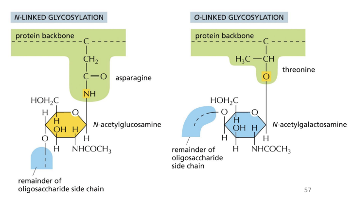 <p>another form of modification where sugars are attached to serine or threonine on specific proteins.</p><p></p><p>Typically added after protein folding, sequence directing addition is unknown.</p>