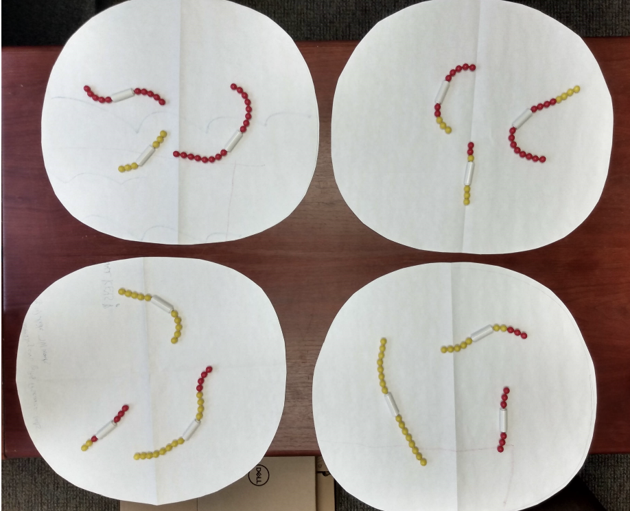 <p>These are the daughter cells that have been produced after meiosis and cytokinesis are complete. How many total chromosomes did the parent cell have?</p>