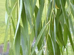 <p>Weeping Willow </p>