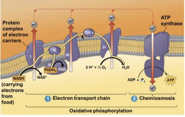 <p>NADH and FADH 2 then donate electrons to the electron transport chain which powers ATP synthesis via (-----)</p>