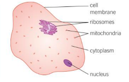 <p>The subcellular organelles in an animal cell are:</p><ul><li><p>Nucleus - controls all activities of the cell.</p></li><li><p>Cytoplasm - the liquid gel containing the organelles, where all the chemical reactions occur.</p></li><li><p>Cell Membrane - controls what enters and leaves the cell.</p></li><li><p>Mitochondria - does aerobic respiration, provides energy for the cell.</p></li><li><p>Ribosomes - does protein synthesis</p></li></ul>