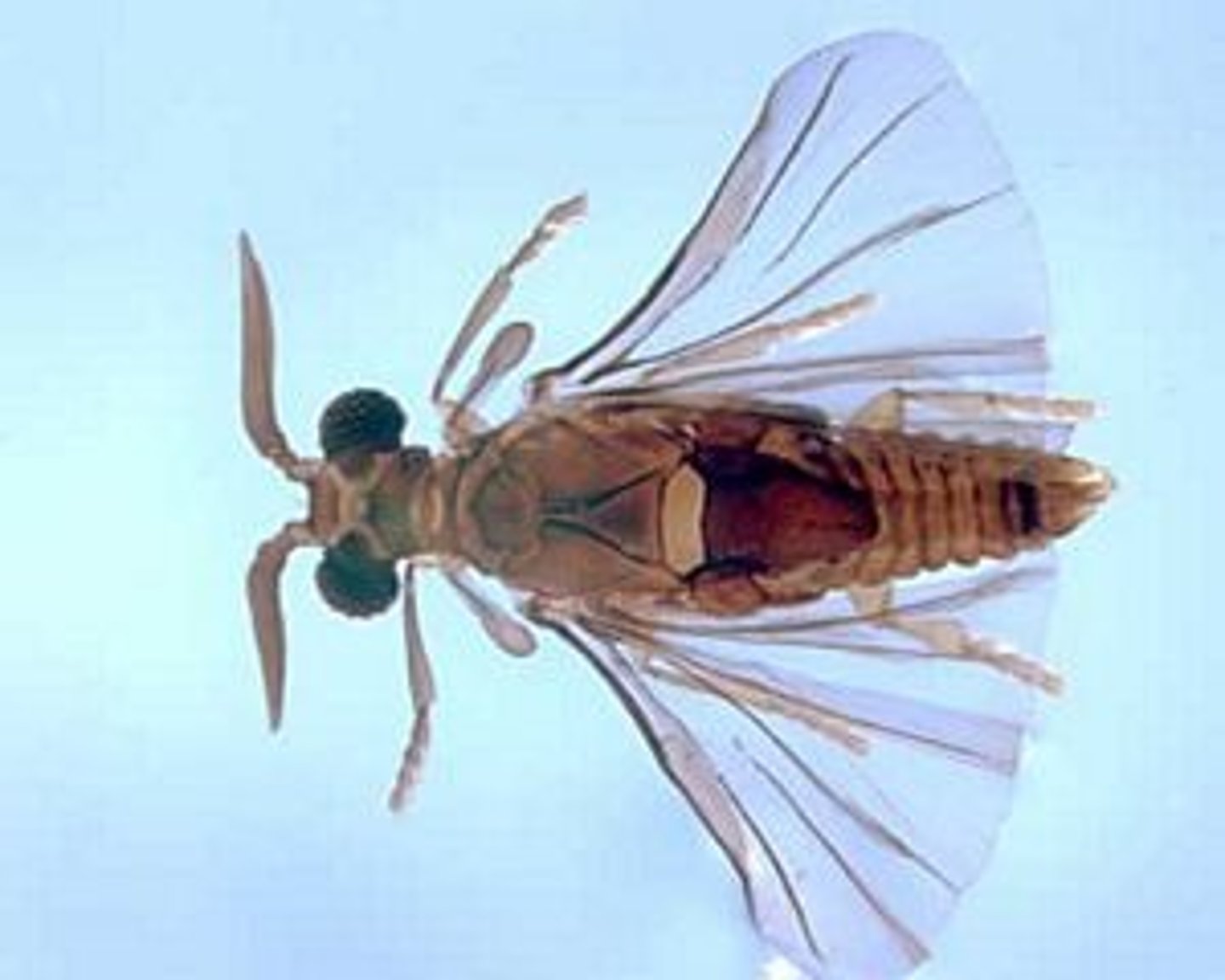 <p>Twisted-wing parasites</p>