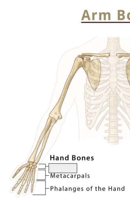 <p>Name the covered bone</p>