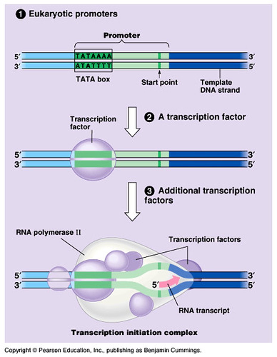 <p>- RNA polymerase and Sigma Factor bind to promoter region</p><p>- DNA unwinds and denatures "transcription bubble"</p><p>- RNA polymerase begins to synthesize complementary nucleotides 5 to 3</p><p>- Sigma Factor dissociates</p>