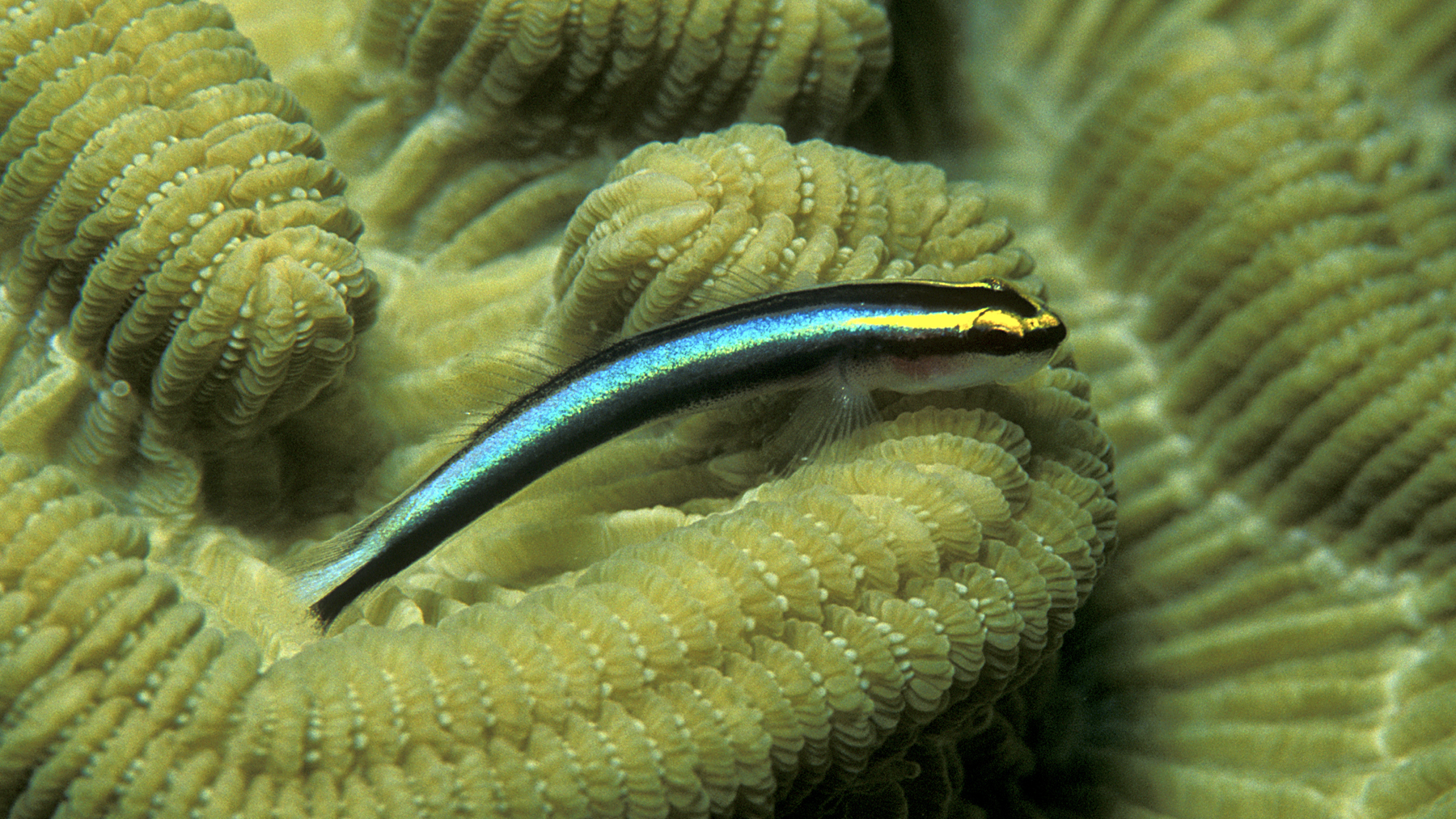 <p>WHAT FISH IS THIS</p>