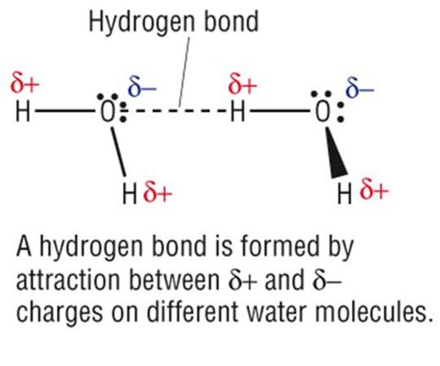 <p>An electrostatic force of attraction between a hydrogen atom covalently bound to a more electronegative atom and another electronegative atom with a lone pair of electrons.</p>