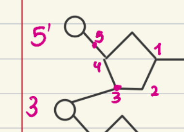 <p>Linkage of the 5' phosphate group of one nucleotide and the 3' hydroxyl (OH) group of the adjacent nucleotide's pentose sugar molecule</p>