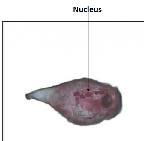 <p>Uses cilia for movement</p>