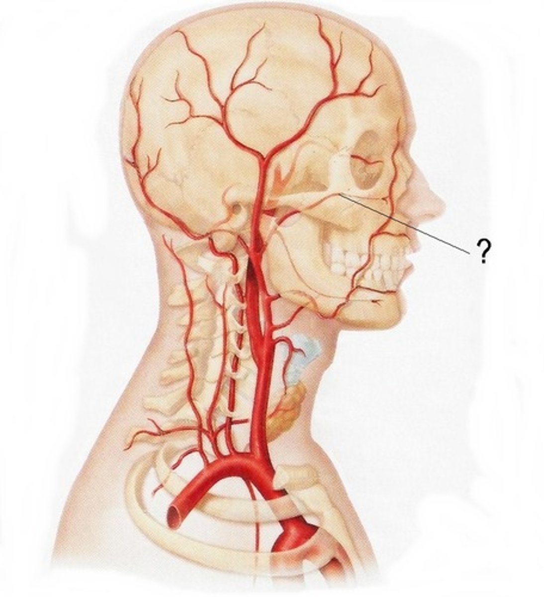 <p>Largest of the branches of the external carotid artery; supplies facial structure</p>