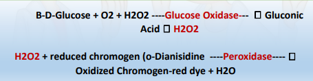 <ul><li><p>Saifer Gernstenfield</p></li><li><p>Coupled enzyme reaction (Trinder’s Reaction) – Colorimetric</p></li><li><p>Measures <span style="color: yellow">B-D-Glucose</span></p><ul><li><p><span style="color: yellow">Indirect </span><span style="color: #f9f9f9">Measurements of glucose, based with hydrogen peroxide na na proproduce. </span></p></li><li><p><span style="color: #f9f9f9">Kun damot na proproduce na hydrogen peroxide, damo gihapon it glucose level. </span></p></li></ul></li><li><p>For urine and whole blood glucose rapid reagent strip testing</p></li><li><p>Also for automated methods for plasma and serum</p></li><li><p>Interference by: <span style="color: yellow">Uric Acid, Bilirubin, Ascorbic Acid</span></p></li><li><p>Increased Uric Acid, Ascorbic Acid, Bilirubin, Tetracycline, Hemoglobin and Glutathione 🡪 <span style="color: yellow">Falsely Low Glucose Result</span></p></li></ul><p>ENZYMES:</p><ul><li><p><span style="color: red">Glucose oxidase</span></p></li><li><p><span style="color: red">Peroxidase</span></p></li></ul><p></p>