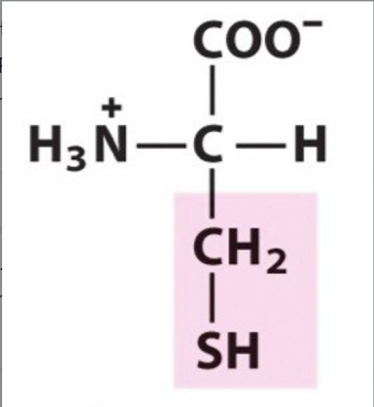 <p><span>Cys / C. pKa 8,3. Functional group -SH. IP: 5,07. Polar uncharged, hydrophilic.</span></p>