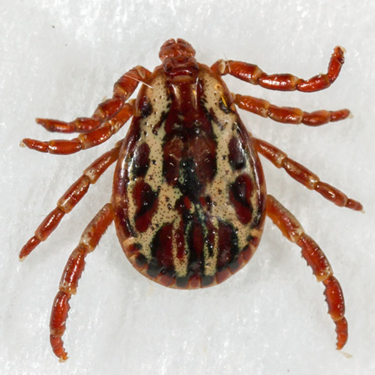 <p>8 legs. Vector of Rickettsia</p>