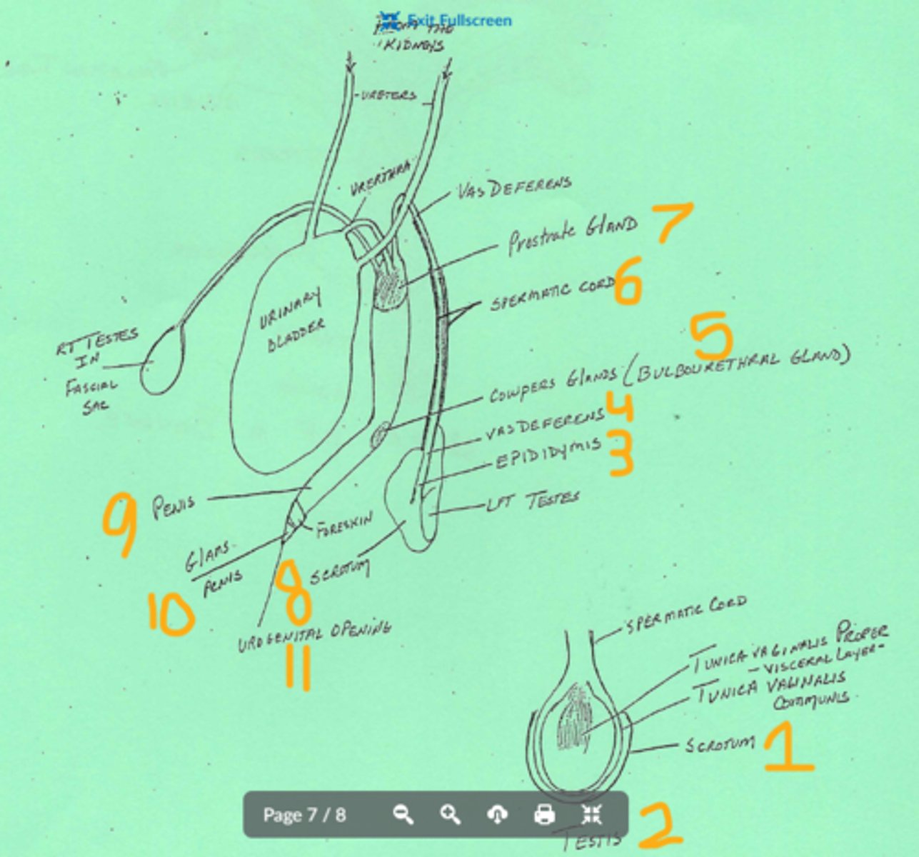 knowt flashcard image