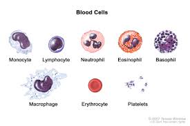 <p><strong>Erythrocytes</strong></p>