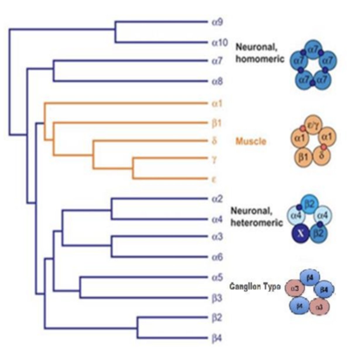 <p>- fast acting ligand-gated ion channel activated by Ach</p><p>- pentamers (5 sybunits)</p><p>- 2 or more ACh binding sites</p><p>- 17 vertebrate nAChR subunits identified</p><p>- activation is excitatory as a result of increased Na+, K+, or Ca++ permeability </p>