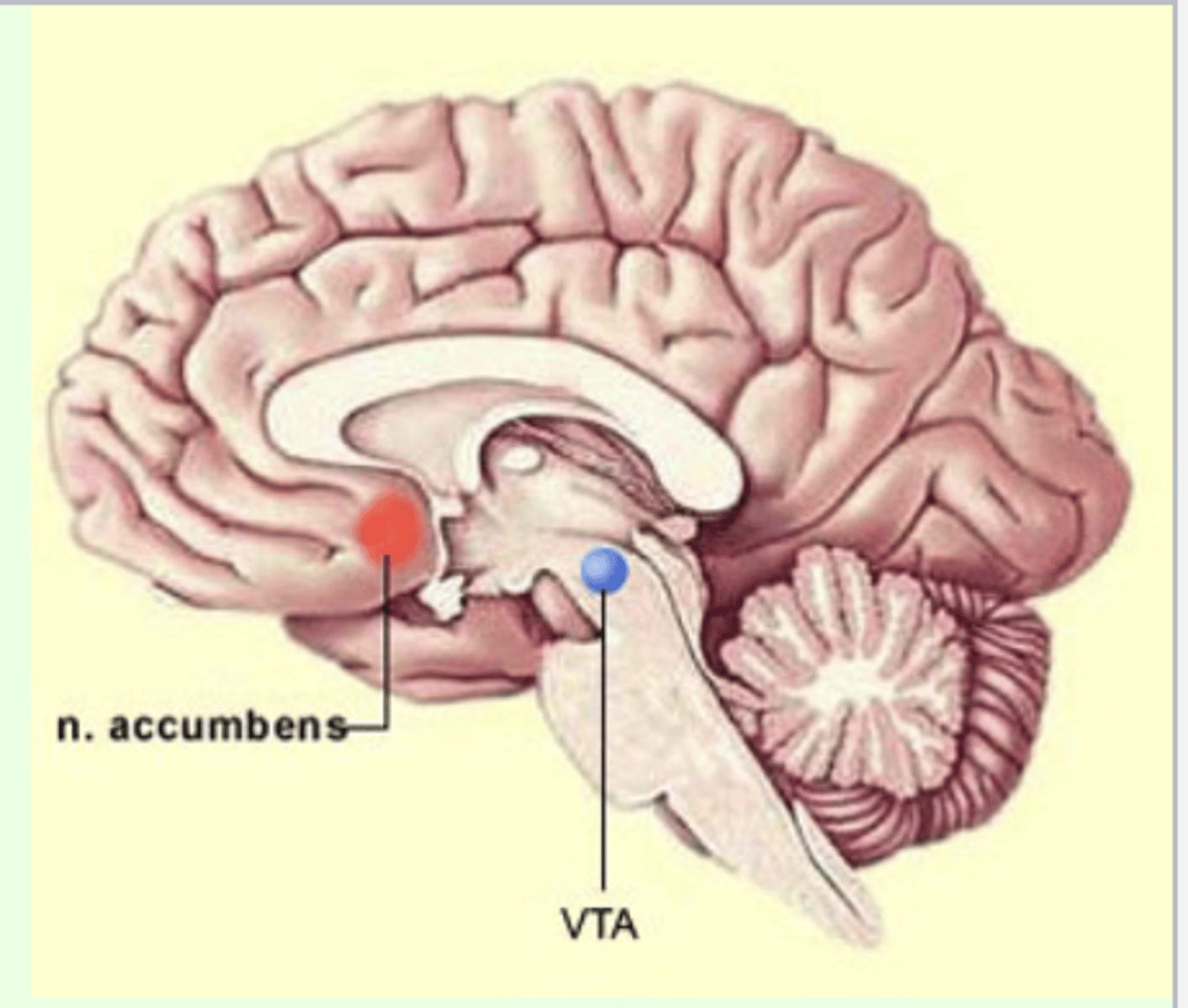 <p>- located in the lower part of the basal ganglia</p><p>- reward center of the brain--addiction involves the release of dopamine from the ventral tegmental area (VTA) and substantia nigra into this area</p><p>- Parkinson's disease is characterized by loss of dopaminergic neurons in this area</p>