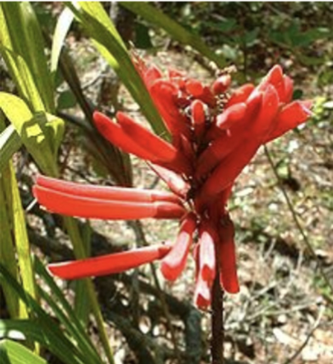 <p>what plant family? what is it? what toxin does it produce?</p>