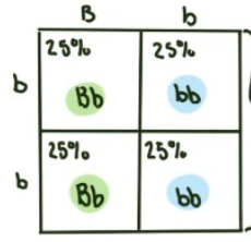 <p>What is the percentile chance of the offspring having brown eyes </p>