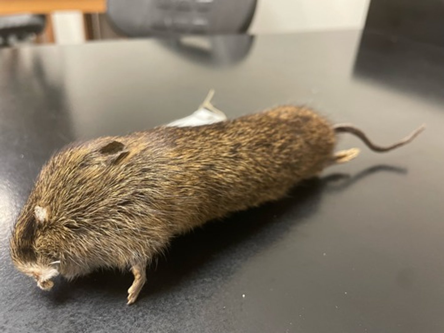 <p>Family: Cricetidae</p><p>Genus & Species: Sigmodon hispidus</p>