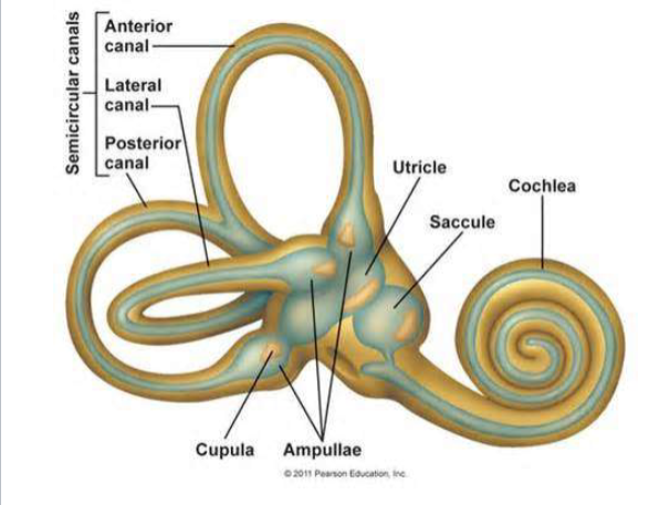 <p><span><span>Vestibular apparatus</span></span></p>