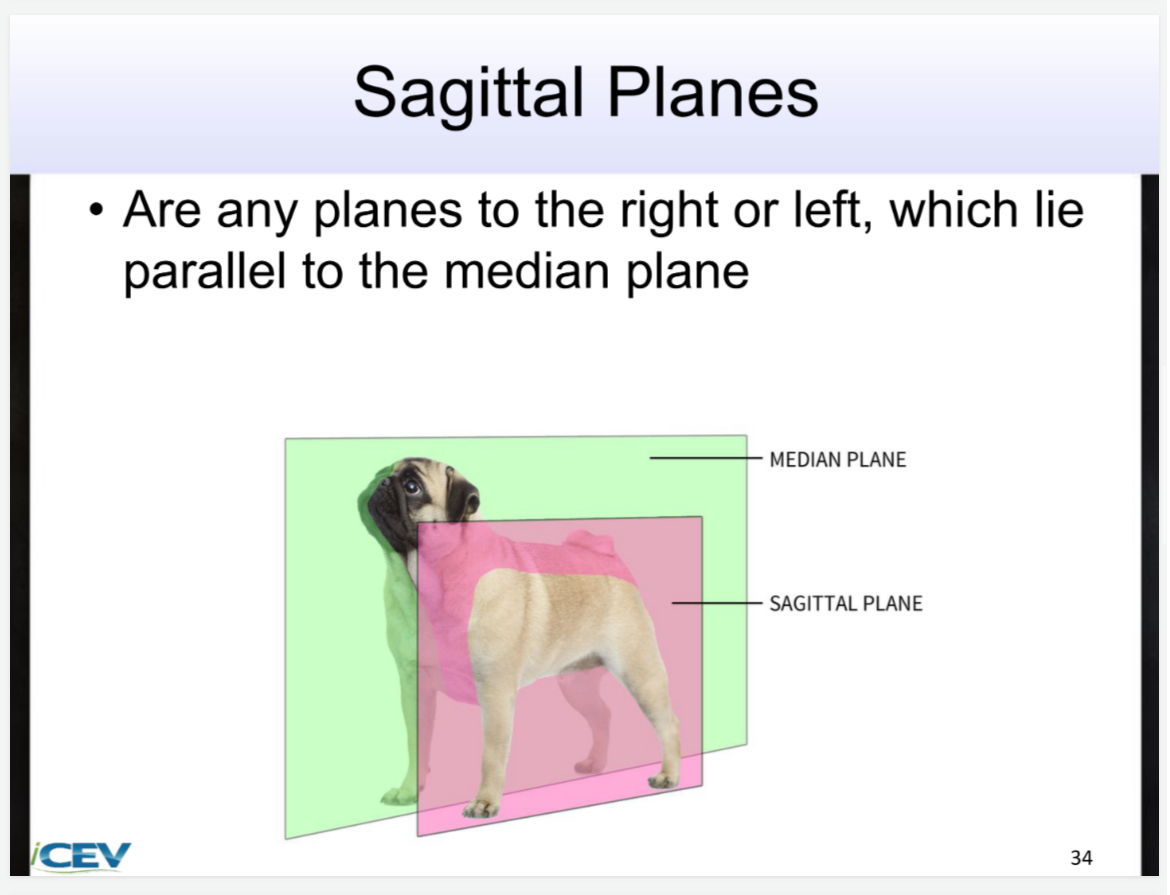<p>Are any planes to the right or left, which lie parallel to the median plane</p>