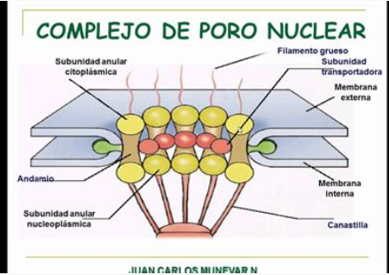 <p><span><span> Regular selectivamente el paso de sustancias hacia dentro y fuera del núcleo.</span></span></p>