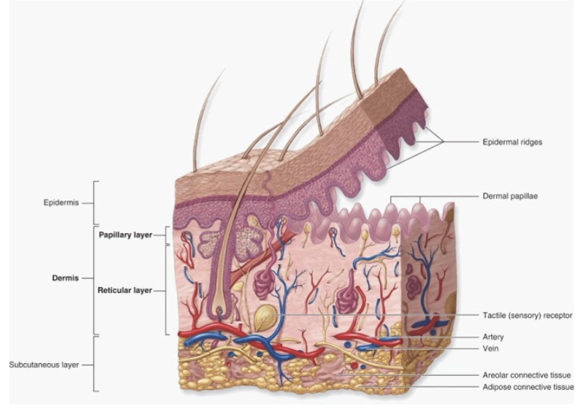 <ul><li><p>stratified squamous epithelium</p></li><li><p>ranges in thickness:</p><ul><li><p>thin skin → 0.1-0.15 mm</p></li><li><p>thick skin (globular)→ 0.5-4.5 mm</p><ul><li><p>eg soles of feet, palms of hands</p></li></ul></li></ul></li><li><p>separate from dermis by underlying <strong>basement membrane</strong></p></li><li><p>avascular → no blood vessels = less metabolic demand</p></li><li><p>epidermal ridges project into dermis → increase surface area for attachment + fluid movement</p></li></ul><p></p>