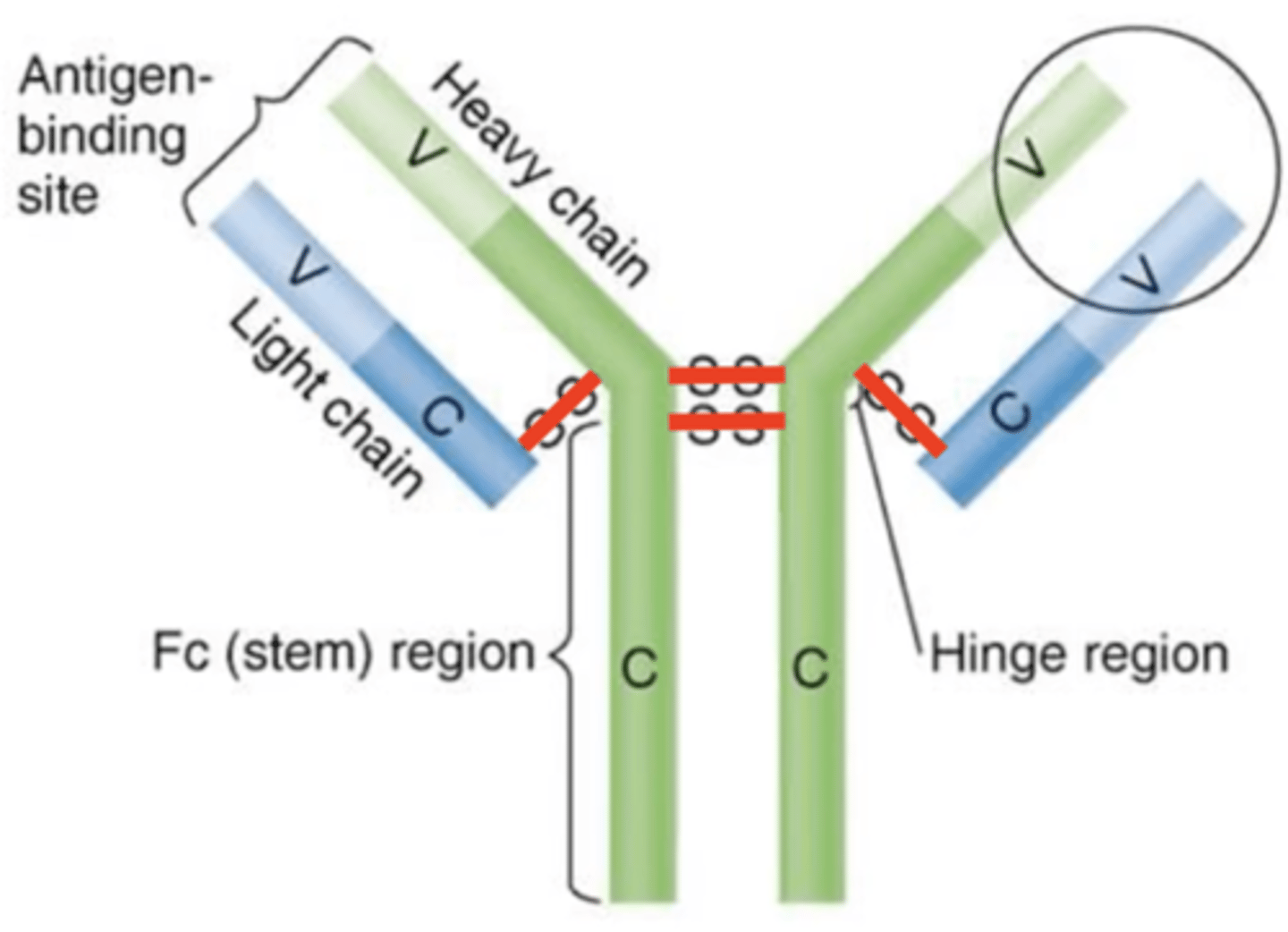 <p>Antibody structure</p><p>Which structures are these?</p>