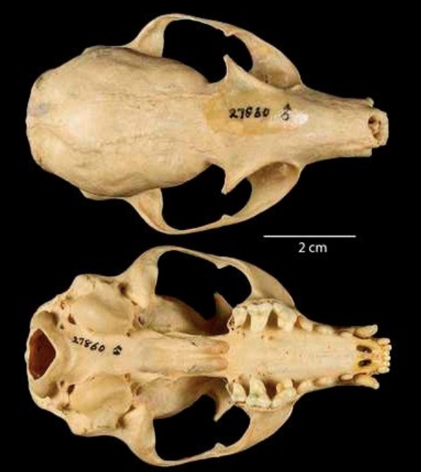 <p>Genus and species?</p>