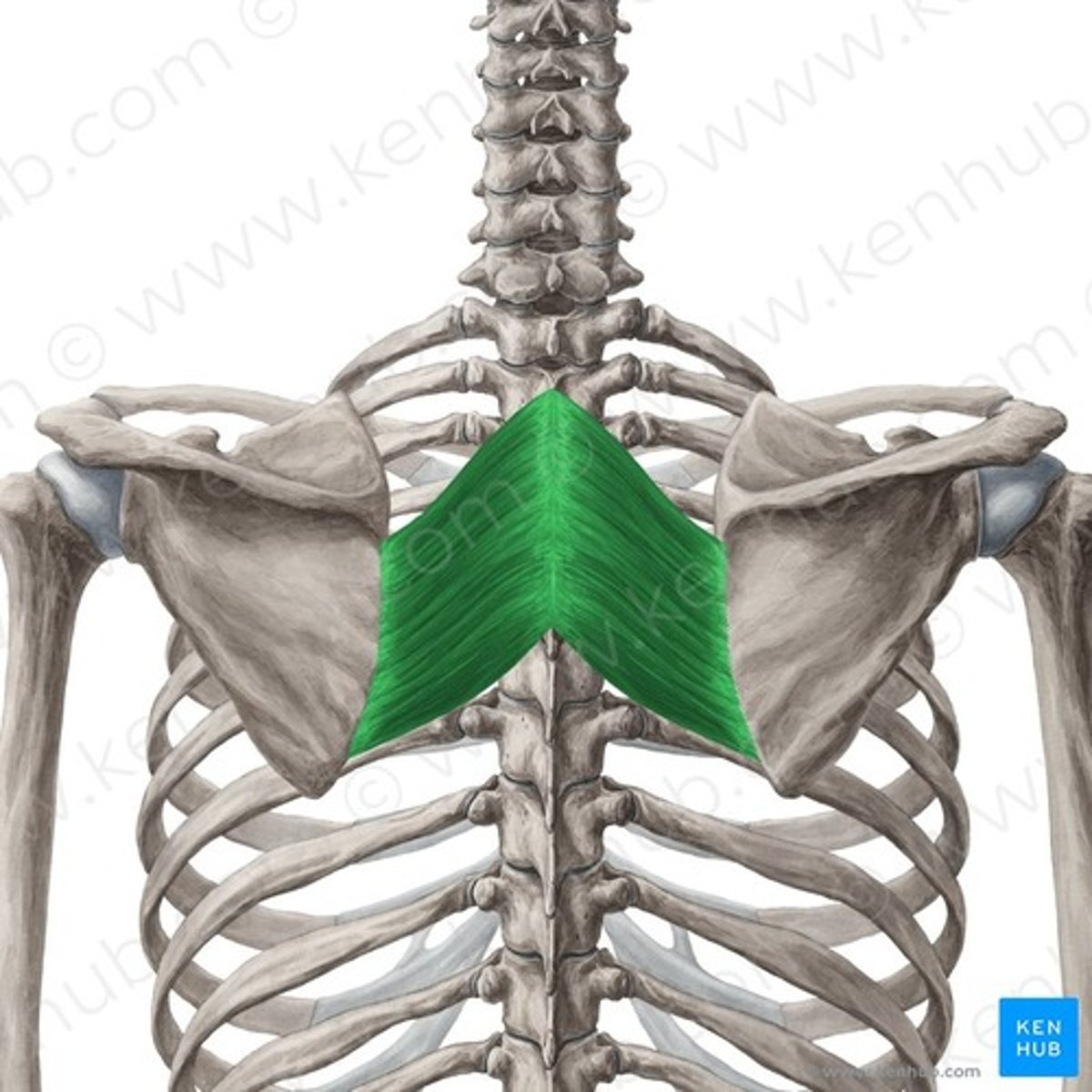 <p>Welke spier is dit?</p>