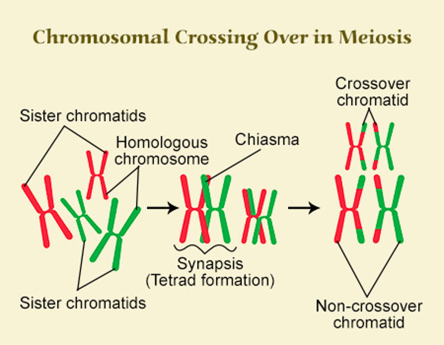 <p>(D) Crossing Over only occurs between the sister chromatids, and NOT between the homologous chromosomes.</p><p>In reality, Crossing Over only occurs between the homologous chromosomes, and NOT between the sister chromatids of the same chromosome.</p><p>Sister chromatids of the same chromosome are identical to one another, and any crossing over that occurs does not change the genetic information encoded on the chromosomes.</p>