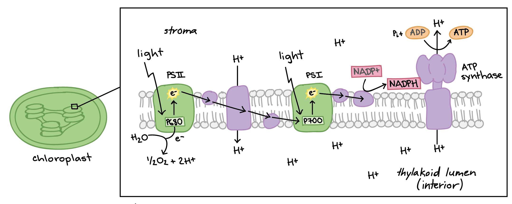 <p>in thylakoid membrane</p>