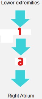 <p>Label the structures the blood goes through from the lower extremities to the right atrium. </p>